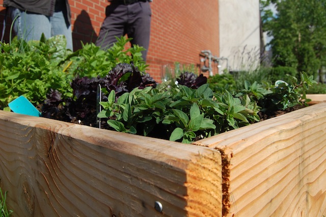 The new herb garden alongside Ave. in Riverhead. (Credit: Vera Chinese)