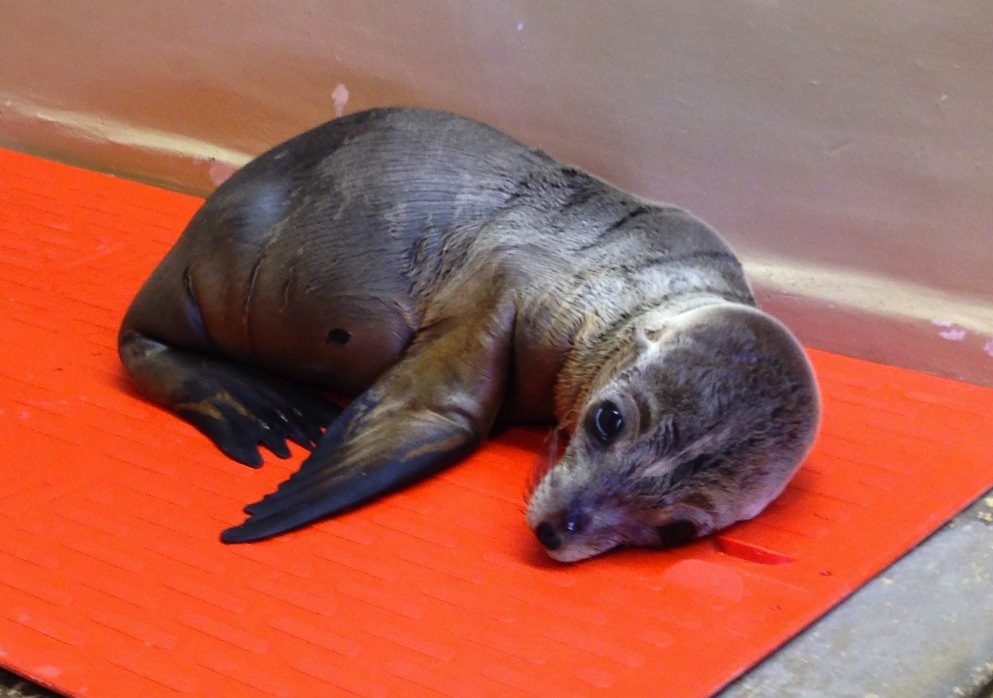 (Credit: Channel Islands Marine & Wildlife Institute)