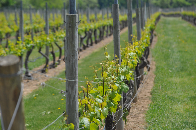 Corey Creek Vines