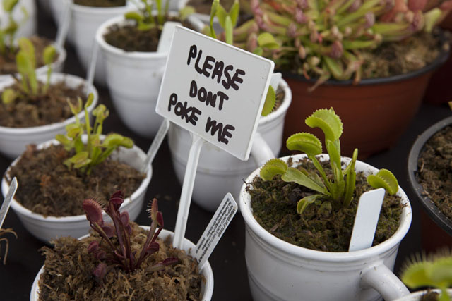 Dozens of vendors sold everything from jewelry to carnivorous plants.