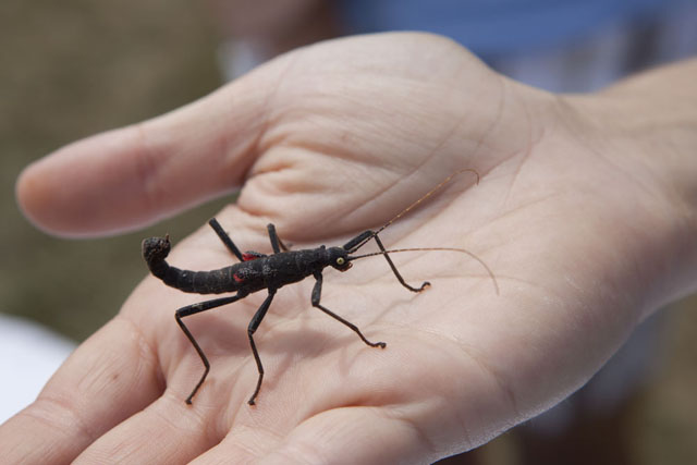 The Long Island Aquarium brought along some exotic insects, including this Peruvian stick insect.