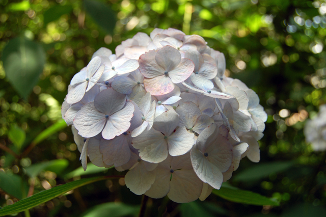  Dennis Schrader and Bill Smith's garden