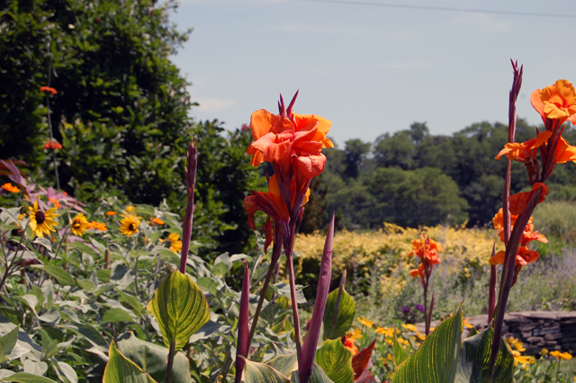  Dennis Schrader and Bill Smith's garden