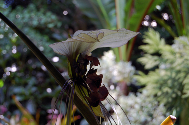  Dennis Schrader and Bill Smith's garden