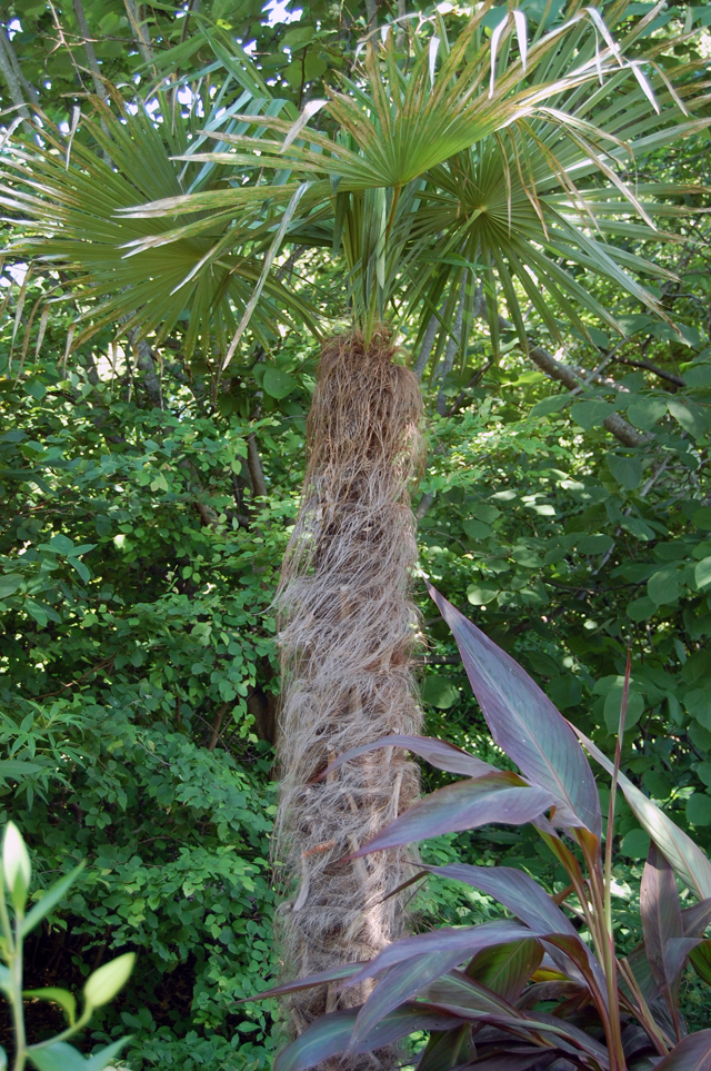  Dennis Schrader and Bill Smith's garden