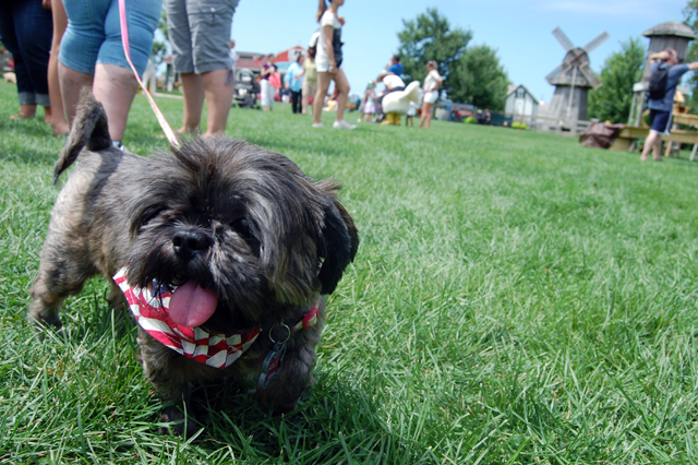 Holly, a three-year-old toy shih tzu from Centereach.