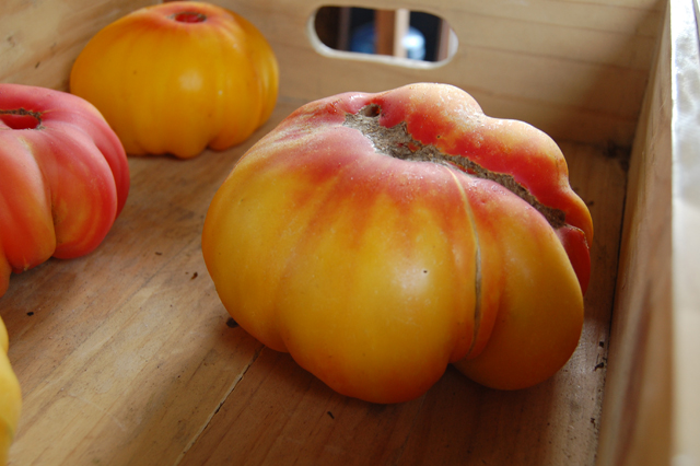 Heirloom tomato from Long Seasons Farm in Aquebogue. (Credit: Vera Chinese)