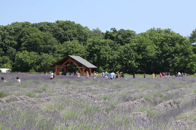 Lavender by the Bay in East Marion (Credit: Jen Nuzzo photo)