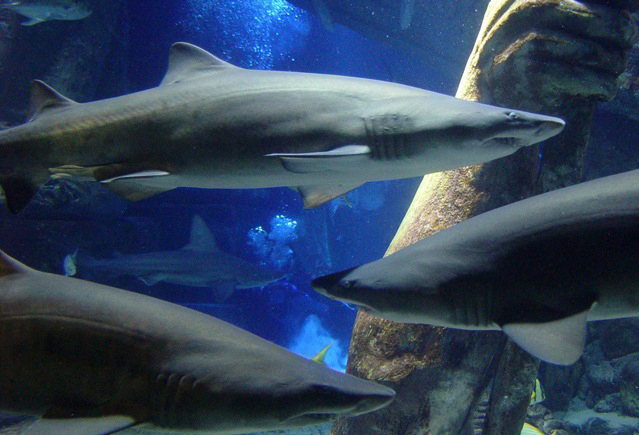 Long Island Aquarium