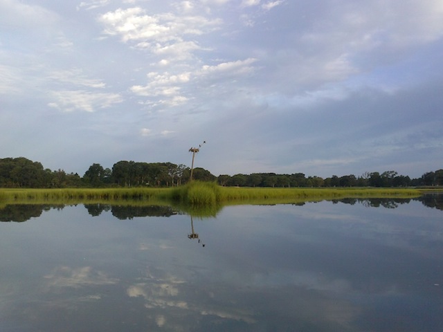 Ospreys in New Suffolk