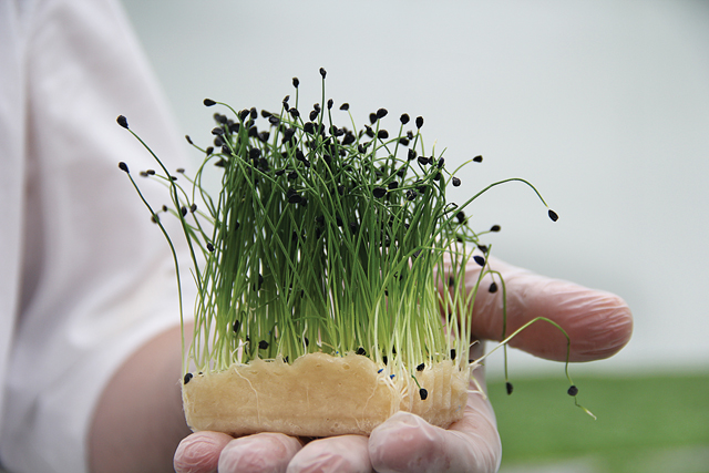 Rock chives cress