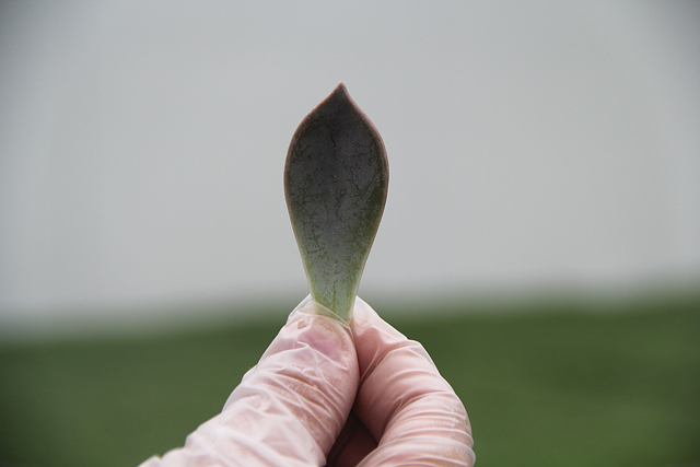 Majii Leaves