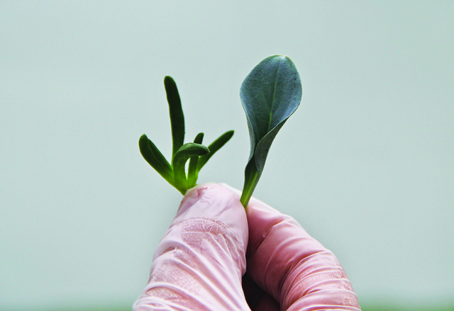 Oyster leaves/salty finger