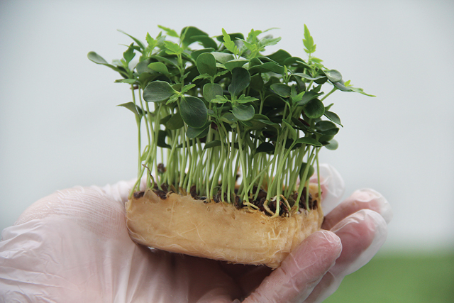 Tahoon cress
