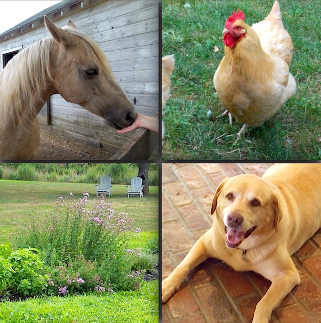 Hang out with the inn's horse, chickens and puppy. 