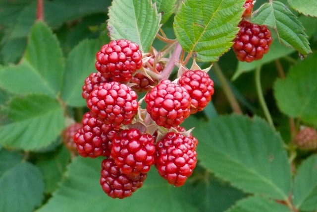 berries
