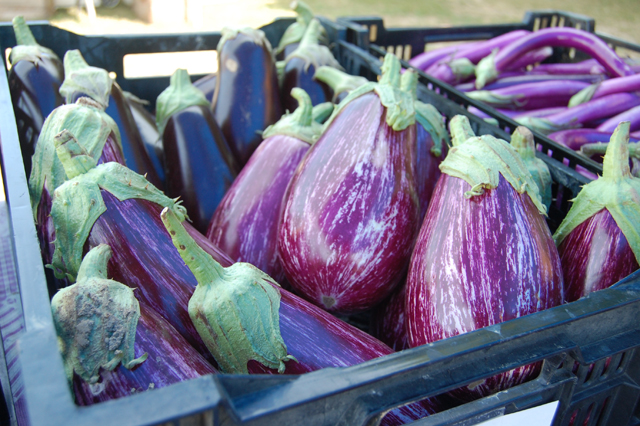 Italian eggplant. (Credit: Vera Chinese)