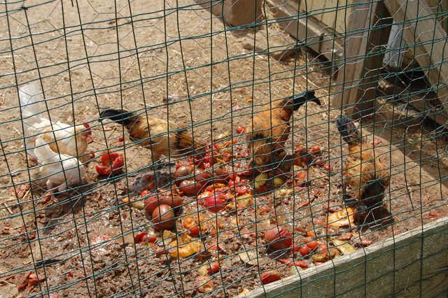 Residents of Garden of Eve Farm enjoying some tomatoes.