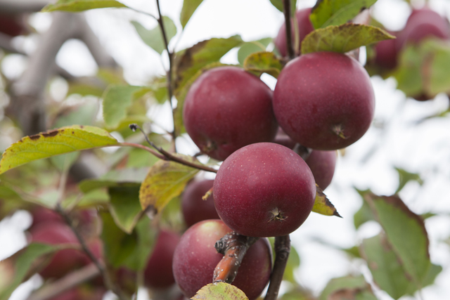 apples