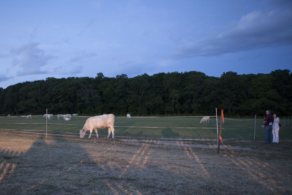 Cattle grazing on the fields outside the venue. (Credit: Katharine Schroeder)
