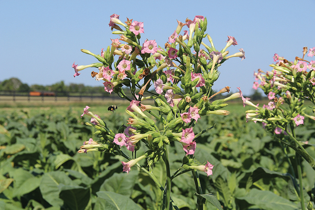 Chuisano hopes to save the seeds from these tobacco flowers and plant them to grow next season's crop.