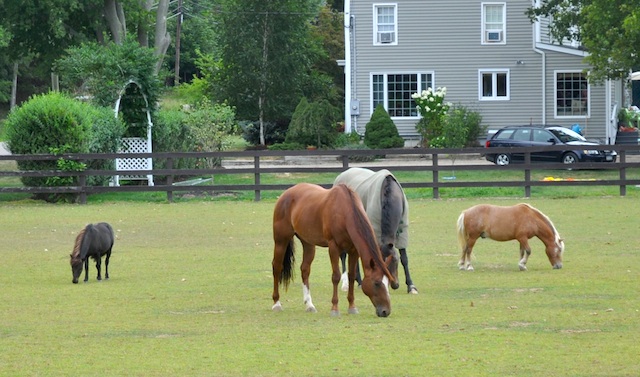 Bayview Farm is a working horse farm with eight horses.