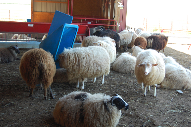 Livestock at 8 Hands Farm in Cutchogue. (Credit: Vera Chinese)