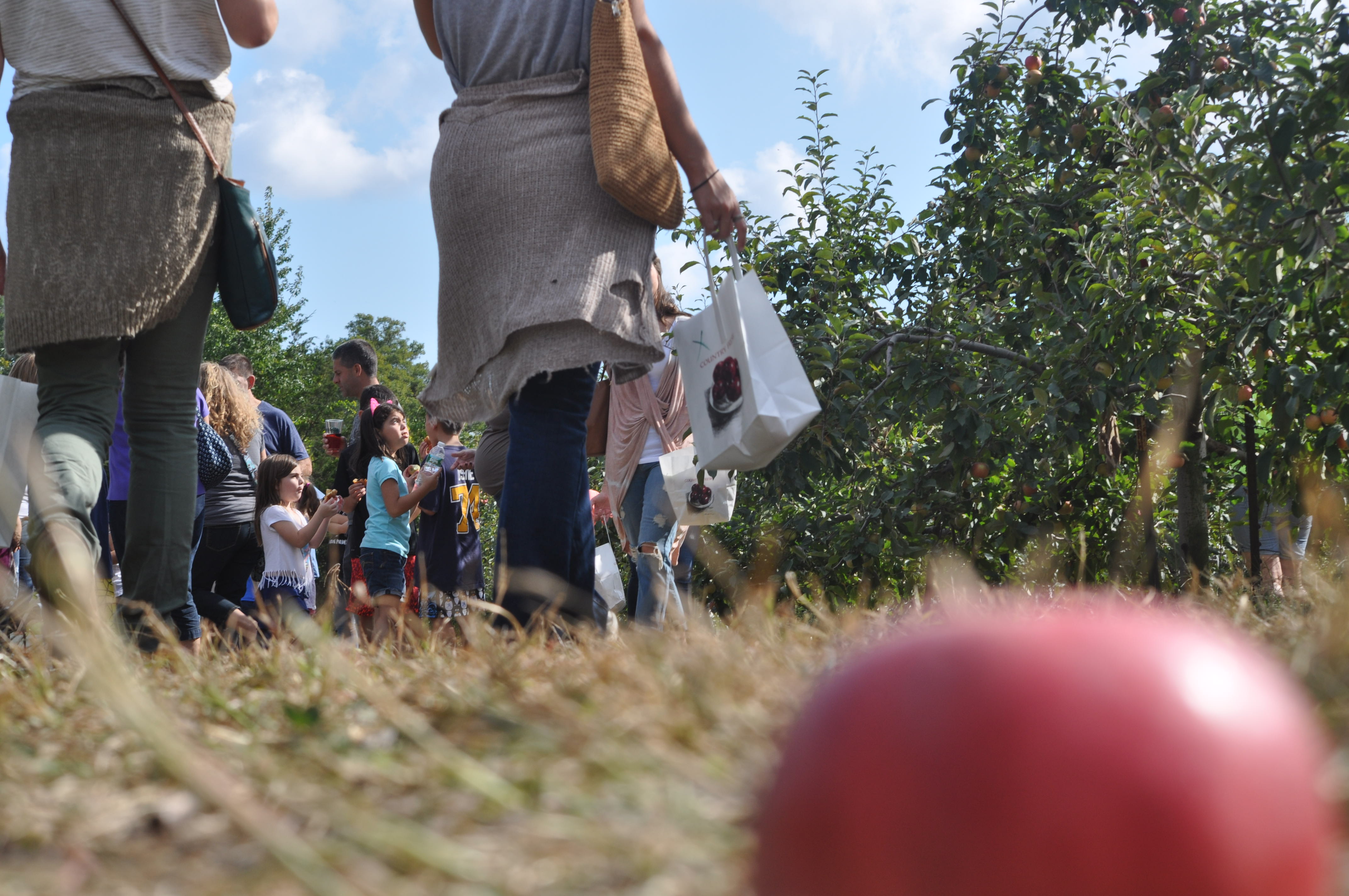 A fallen apple at Woodside Orchards. (Credit: Joseph Pinciaro)