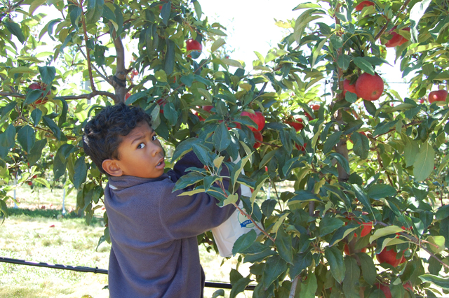 Alexander Moore, 5, of Bay Shore plucks an apple.