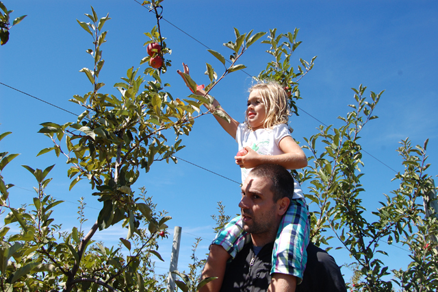 Lauren Winiarski, 5, of East Islip plucks an apple while perched on her father Dan's shoulders.