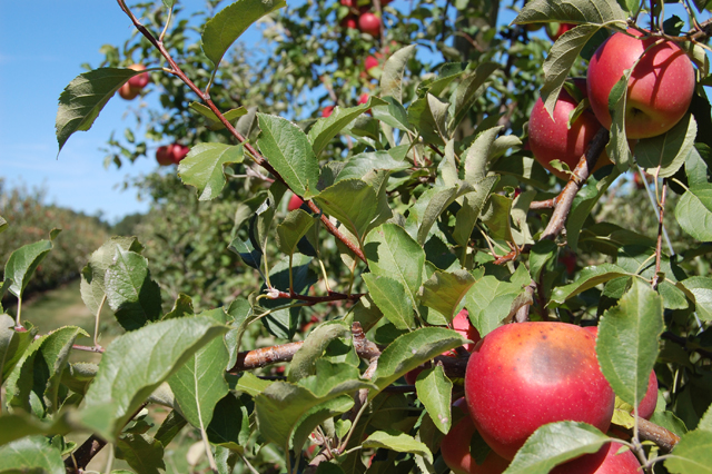 Ripe apples.