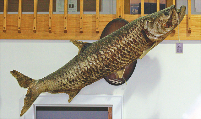 A stuffed tarpon mounted on a wall in the back of the building. (Credit: Barbaraellen Koch)