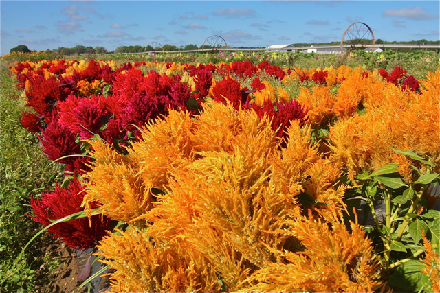 Celosia