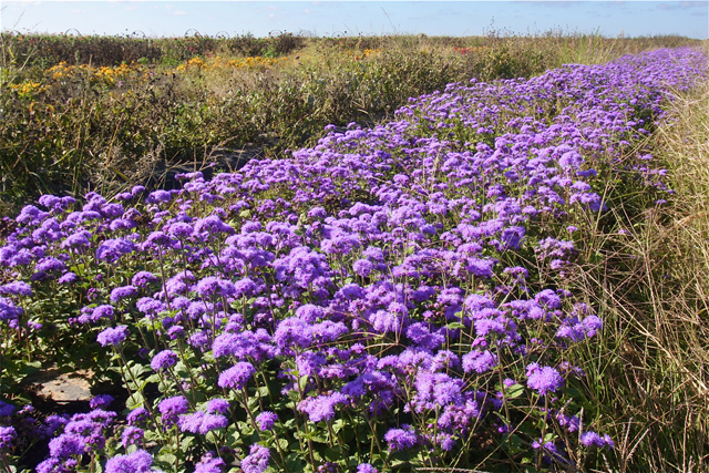 Ageratum