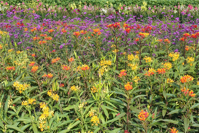 Butterfly Weed