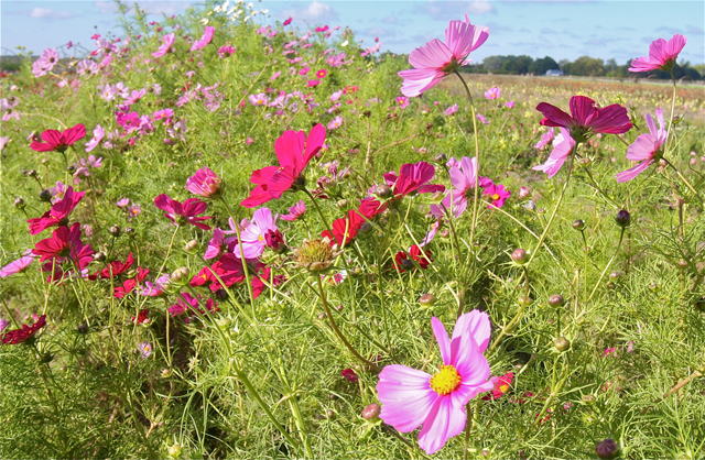 Cosmos