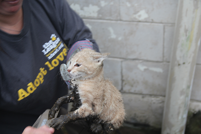 T1002_foto_kitten3_cm_C.jpg
