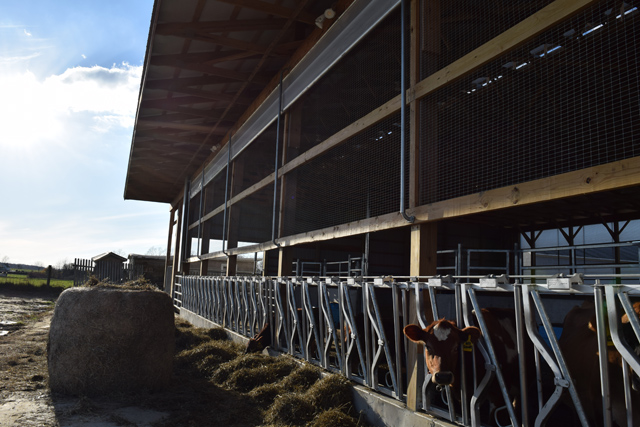 The new 7,200-square-foot dairy barn at Ty Llwyd Farm. (Credit: Vera Chinese)