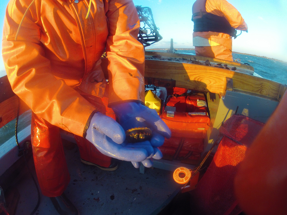 This scallop was among the first caught this season. (Credit: Carrie Miller)