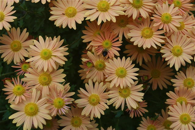Fall flowers. (Credit: Barbaraellen Koch)