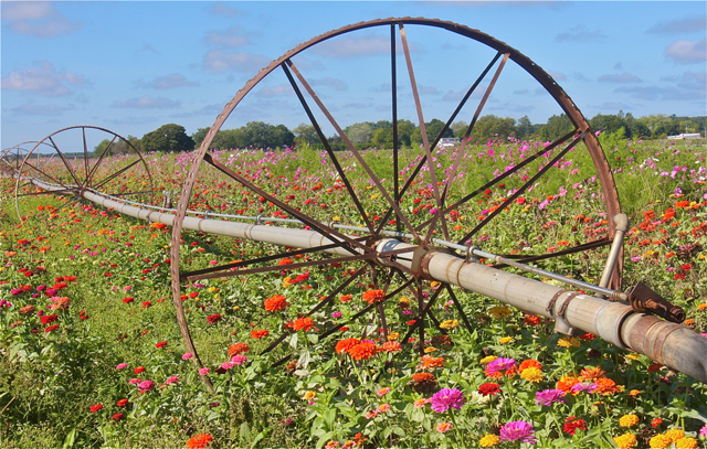 Flowers at Schmitts Family Farm. (Credit: Barbaraellen Koch)