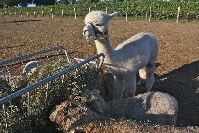 Coco the alpaca at Jason's Vineyard. (Credit: Barbaraellen Koch)