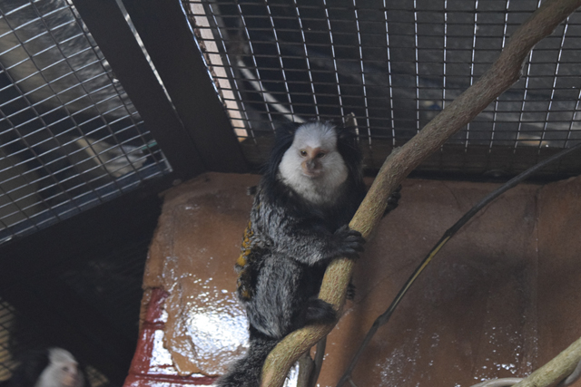 Marmoset