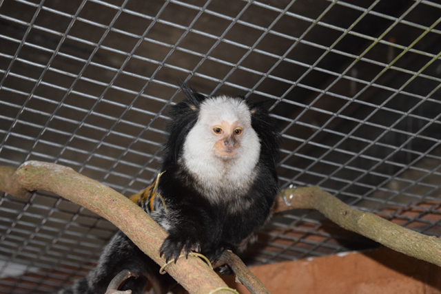Marmoset