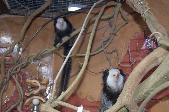 Marmoset