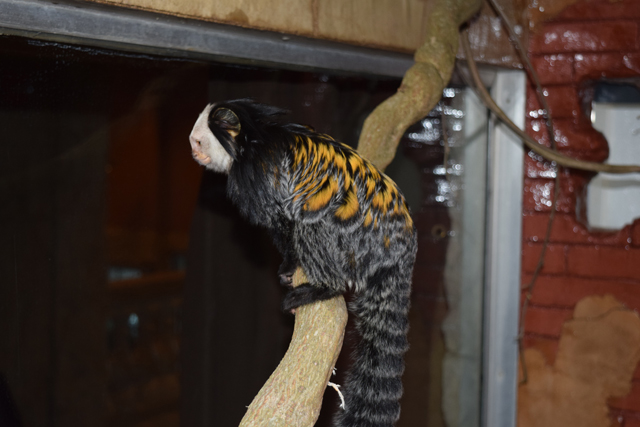 Marmoset