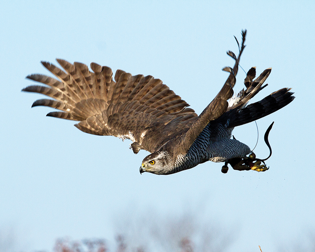Northern goshawk. (Credit: Photo courtesy of Chris Paparo)