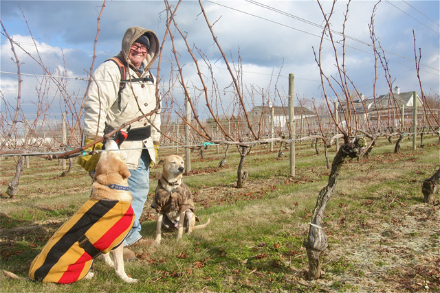Bedell Cellers assistant vineyard manager Donna Rudolph with her dog Willow (left) and Jefferson, the dog belonging to vineyard manager's Paul Thompson (not pictured) among the vines on Wednesday.