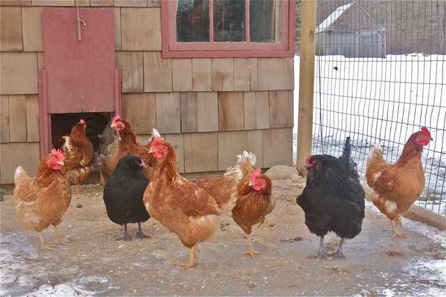 Credit: Barbaraellen Koch