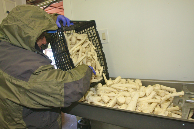 Guzman Martinez adding the peeled horseradih root to the commercial grinder. (Credit: Barbaraellen Koch)